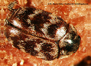 Abb. 3: Der Australische Teppichkäfer (Anthrenocerus australis) verursacht ähnliche Schäden wie der Teppichkäfer (Anthrenus scrophulariae)