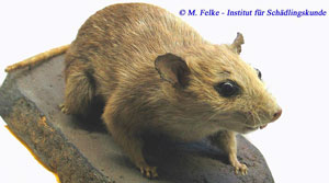 Abbildung 1: Die Ohren der Hausratte (Rattus rattus) sind deutlich größer als bei der wesentlich häufigeren Wanderratte(Rattus norvegicus
