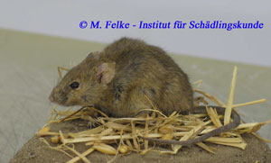 Abbildung 1: Hausmäuse (Mus musculus domesticus) lassen sich mit Lebendfallen und Schlagfallen bekämpfen