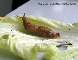 Abbildung 2: Auch die Genetzte Ackerschnecke (Deroceras reticulatum) richtet an Salat und Gemüse große Schäden an