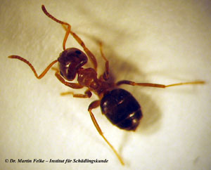 Abbildung 1: Arbeiterin der Braunen Wegameise (Lasius brunneus)	