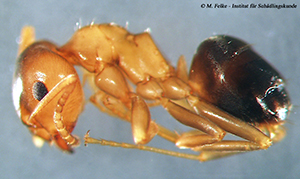 Abbildung 3: Die Braune Wegameise (Lasius brunneus) verursacht ähnliche Schäden wie die Glänzendschwarze Holzameise (Lasius fuliginosus)