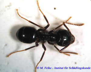 Abbildung 1: Arbeiterin der Kartonameise (Lasius fuliginosus)	