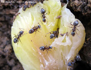 Abb. 2: Die Arbeiterinnen der Schwarzgrauen Wegameise (Lasius niger) bleiben etwas kleiner als die Arbeiterinnen der Glänzendschwarzen Holzameise