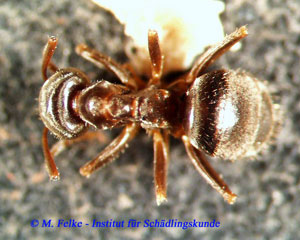 Abbildung 2: Die Schwarzgraue Wegameise (Lasius niger) ist wesentlich h&auml;ufiger als die Grauschwarze Sklavenameise (Formica fusca)