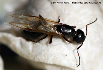 Abbildung 2: Die Kerblippige Roßameise (Camponotus fallax) gehört wie die Schwarze Sklavenameise in die Unterfamilie der Schuppenameisen (Formicinae)
