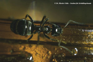 Abbildung 3: Die Schwarzgraue Wegameise (Lasius niger) legt wie die Schwarze Sklavenameise oftmals Erdnester an