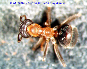 Abbildung 3: Die Zweifarbige Wegameise (Lasius emarginatus) ist im Osten Deutschlands teilweise die häufigste Hausameise