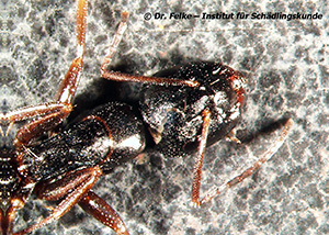 Abbildung 2: Kopfansicht von Camponotus fallax (Kerblippige Roßameise)