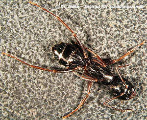 Abbildung 1: Arbeiterin von Camponotus fallax (Kerblippige Roßameise)