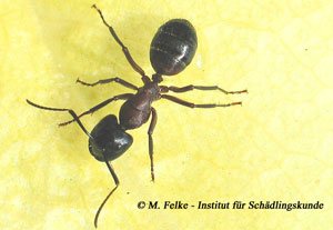 Abbildung 4: Die Roßameise (Camponotus ligniperda) gehört in dieselbe Gattung wie die Kerblippige Roßameise (Camponotus fallax)