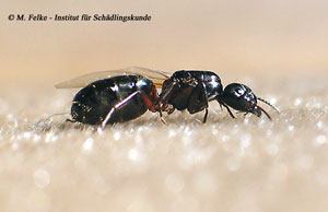 Abbildung 5: Weibchen der Roßameise (Camponotus ligniperda) werden deutlich größer als Weibchen der Kerblippigen Roßameise (Camponotus fallax)