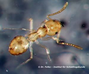 Abbildung 4: Plagiolepis alluaudi (little yellow ant) gehört wie die Kippleibameise (Crematogaster scutellaris) in Mitteleuropa zu den sog. Neozoen