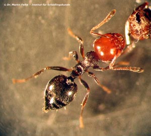 Abbildung 1: Die Kippleibameise (Crematogaster scutellaris) besitzt eine auffällige Körperfärbung