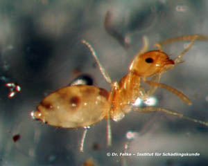Abbildung 2: Wie die Schwarzgraue Wegameise (Lasius niger) hat auch Plagiolepis alluaudi ein schuppenförmiges Stielchenglied