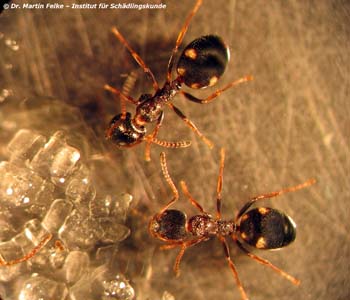 2 Arbeiterinnen von Dolichoderus quadripunctatus