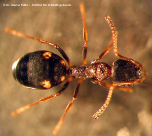 Abbildung 1: Die Vierpunktameise ist leicht an den vier hellen Punkten auf dem Hinterleib zu erkennen