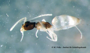 Abbildung 4: Die Schwarzkopfameise (Tapinoma melanocephalum) gehört wie die Vierpunktameise in die Unterfamilie der Drüsenameisen