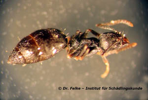 Abb. 2: Die Wohlriechende Hausameise (Tapinoma sessile) gehört in die Unterfamilie der Drüsenameisen (Dolichoderinae)