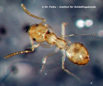 Abb. 3: Die little yellow ant (Plagioleps alluaudi) wurde wie die Wohlriechende Hausameise (Tapinoma sessile) versehentlich nach Deutschland eingeschleppt	
