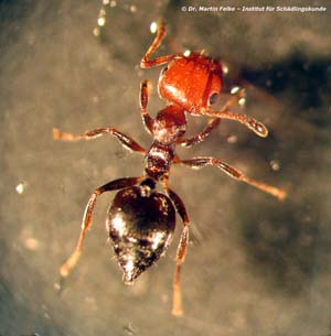 Abbildung 6: Genau wie die Wohlriechende Hausameise war auch die Kippleibameise (Crematogaster scutellaris) ursprünglich nicht in Deutschland heimisch