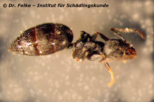 Abb. 1: Die Wohlriechende Hausameise (Tapinoma sessile) wird im englischen als odorous house ant oder coconut ant bezeichnet