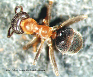 zweifarbige Wegameise