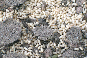 Nest der Schwarzgrauen Wegameise