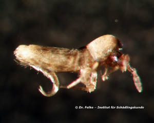 Springschwanz (Collembola)