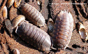 Abbildung 1: Die Kellerassel (Porcellio scaber) kommt häufig in feuchten Kellern vor