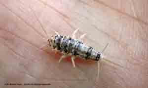 Abb. 3: Das Ofenfischchen (Thermobia domestica) ist nah mit dem Silberfischchen (Lepisma saccharina) verwandt