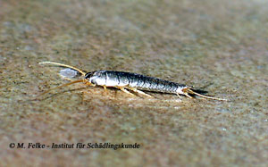 Abb. 2: Silberfischchen (Lepisma saccharina) gehören zu den sog. Urinsekten
