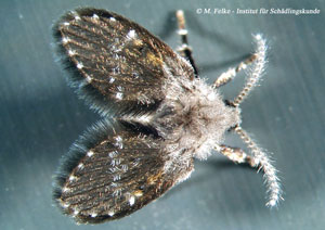 Abbildung 3: Schmetterlingsmücken (Psychodidae) können von Laien leicht mit der Buckelfliege (Megaselia scalaris) verwechselt werden