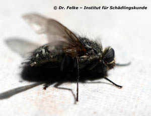 Abbildung 1: Die Cluster fly (Pollenia rudis) überwintert regelmäßig in Häusern