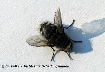 Abb. 2: Die Larven der Wurmfliege (Pollenia rudis) parasitieren an Regenwürmern