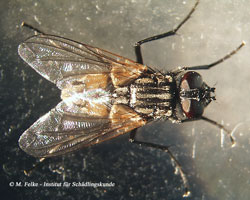 Abb. 4: Die Große Stubenfliege (Musca domestica) kommt häufig gemeinsam mit der Wurmfliege (Pollenia rudis) im Haus vor	