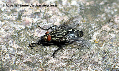 Abbildung 1: Die Fleischfliege Sarcophaga haemorrhoidalis ist eine mittelgroße Fliegenart	
