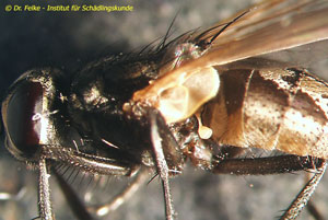 Abbildung 2: Bei Fliegen und anderen Zweiflüglern sind die Hinterflügel zu sog. Halteren (Schwingkölbchen) reduziert