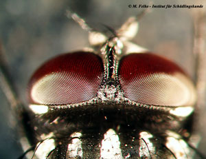 Abbildung 1: Am Kopf der Fliegen fallen die großen Facettenaugen auf (hier: Stallfliege - Musca autmunalis)