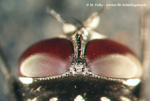 Abbildung 1: Am Kopf der Fliegen fallen die großen Facettenaugen auf