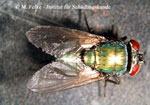 Abbildung 1: Die Goldfliege (Lucilia sericata) ist durch ihre gold-grün glänzende Färbung unverwechselbar