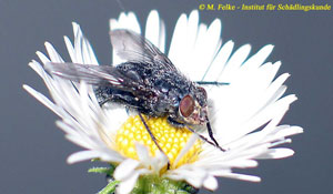 Abbildung 2: Die Schmeißfliege (Calliphora vicina) ist nah mit der Goldfliege (Lucilia sericata) verwandt