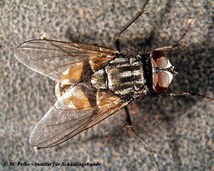 Abbildung 3: Der Stallfliege oder Augenfliege (Musca autumnalis) ist leicht mit der Großen Stubenfliege (Musca domestica) zu verwechseln