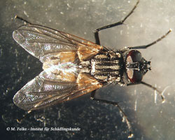 Abbildung 1: Typisch für die Große Stubenfliege (Musca domestica) sind die vier dunklen, horizontal verlaufenden Zeichnungselemente auf dem Thorax