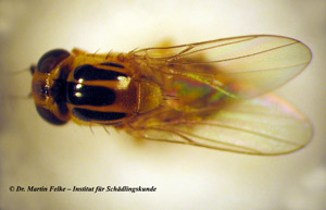Abbildung. 1: Die Halmfliege (Thaumatomyia notata) ist eine kleine Fliegenart mit drei schwarzen Längsstreifen auf dem gelben Bruststück