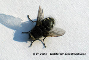Abbildung 2: Die cluster fly (Pollenia rudis) überwintert oft gemeinsam mit der Gemeinen Rasenhalmfliege (Thaumatomyia notata) in Häusern