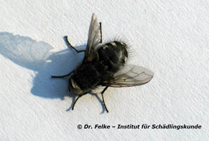 Abbildung 2: Die cluster fly (Pollenia rudis) überwintert oft gemeinsam mit der Gemeinen Rasenhalmfliege (Thaumatomyia notata) in Häusern	