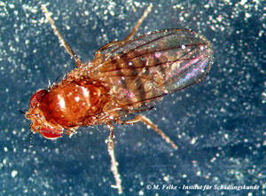 Abbildung 1: Die Fruchtfliege (Drosophila melanogaster) ist leicht mit der Käsefliege (Piophila casei) zu verwechseln
