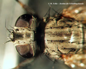 Abbildung 2: Kopfansicht der Kleinen Stubenfliege (Fannia canicularis)