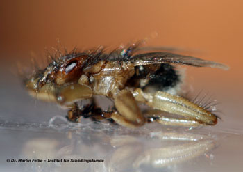 Abbildung 1: Mauerseglerlausfliegen (Crataerina pallida) haben einen auffallend flachen Körper